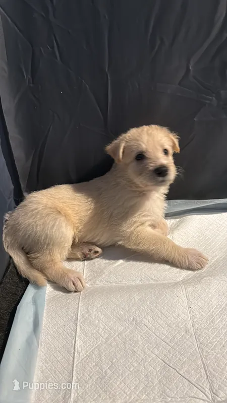 Champagne – German Shepherd Dog, Poodle - Standard  puppy for sale in Los Angeles, CA