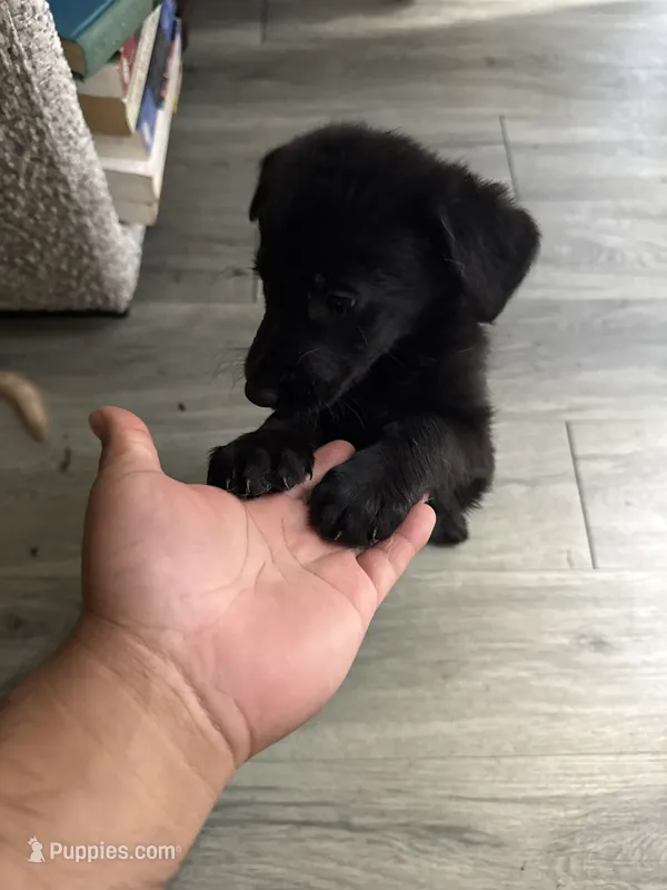 Silencio – German Shepherd Dog, Poodle - Standard  puppy for sale in Los Angeles, CA