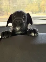 Barely, a male Shepadoodle for sale in Los Angeles, CA – 3 of 4