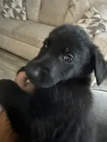 Silencio, a male German Shepherd Dog and Poodle - Standard  for sale in Los Angeles, CA – 2 of 2