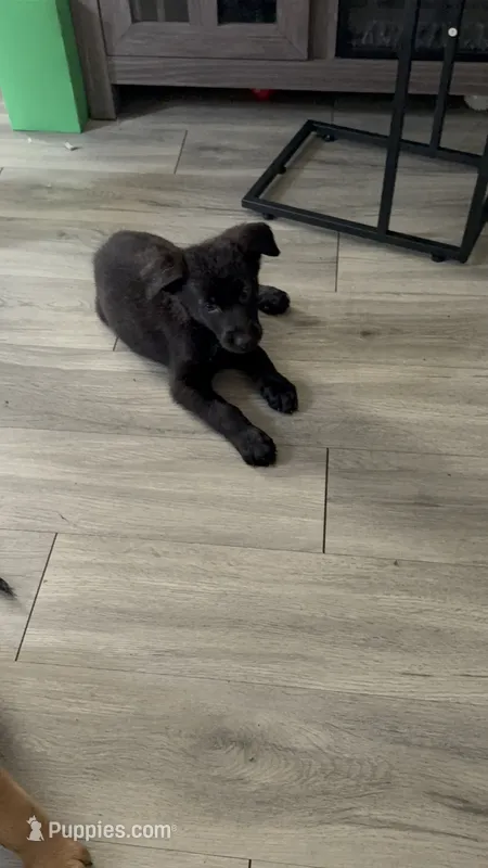 Silencio – German Shepherd Dog, Poodle - Standard  puppy for sale in Los Angeles, CA
