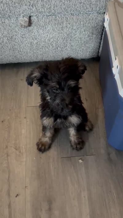 7, a female Shepadoodle for sale in Los Angeles, CA – 3 of 3