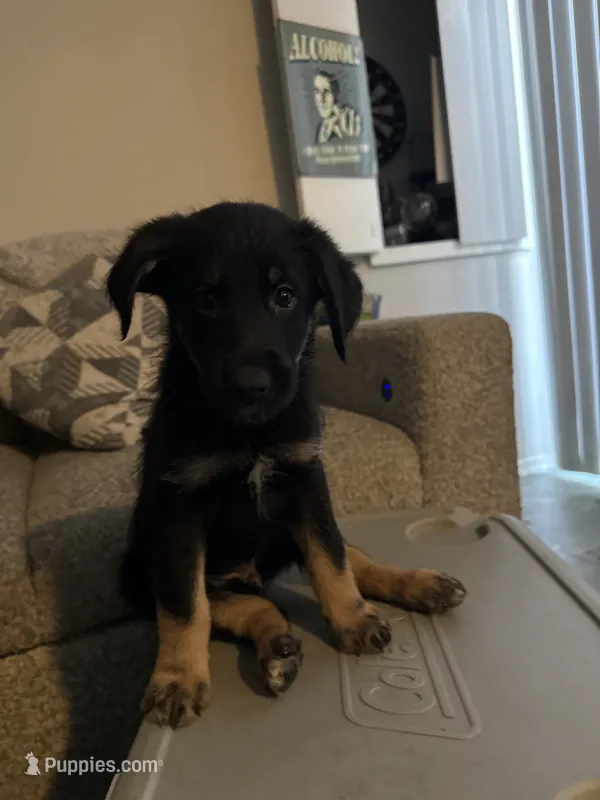 Bailey – German Shepherd Dog, Poodle - Standard  puppy for sale in Los Angeles, CA