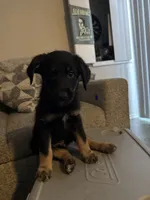 Bailey, a male Shepadoodle for sale in Los Angeles, CA – 1 of 5
