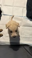 Champagne, a male German Shepherd Dog and Poodle - Standard  for sale in Los Angeles, CA – 7 of 7