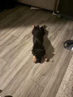 Bailey, a male Shepadoodle for sale in Los Angeles, CA – 4 of 5