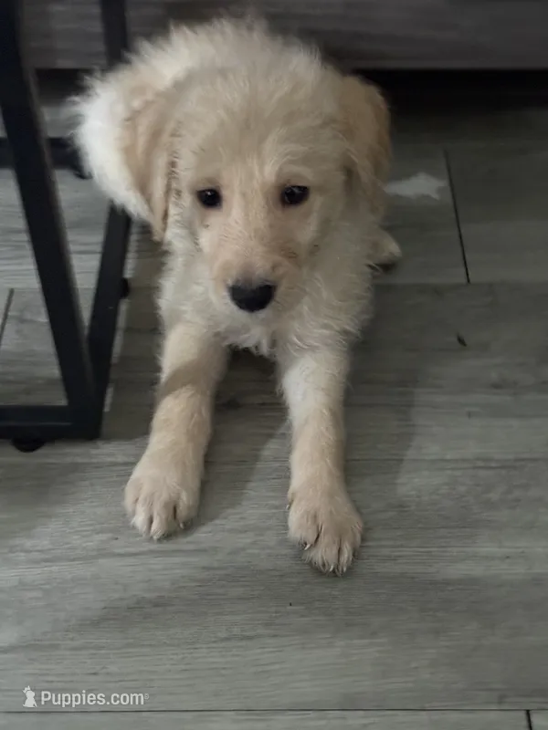 Captain Morgan – German Shepherd Dog, Poodle - Standard  puppy for sale in Los Angeles, CA