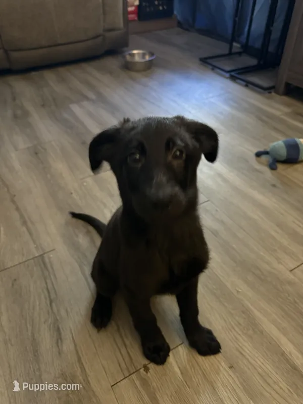 Bacardi – Shepadoodle puppy for sale in Los Angeles, CA