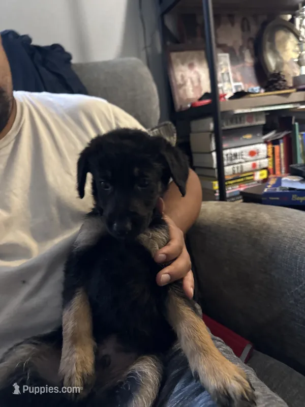 Mezcal – Poodle - Standard  puppy for sale in Los Angeles, CA