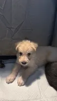 Champagne, a male German Shepherd Dog and Poodle - Standard  for sale in Los Angeles, CA – 3 of 7