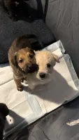 Champagne, a male German Shepherd Dog and Poodle - Standard  for sale in Los Angeles, CA – 5 of 7