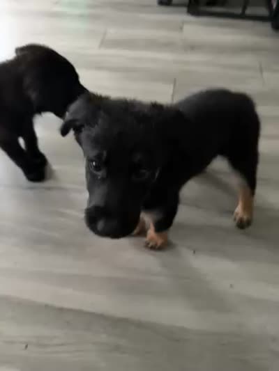 Mezcal, a male Shepadoodle for sale in Los Angeles, CA – 5 of 5