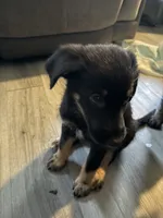 Bailey, a male Shepadoodle for sale in Los Angeles, CA – 5 of 5