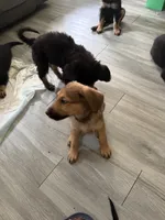 Brandy, a female German Shepherd Dog and Poodle - Standard  for sale in Los Angeles, CA – 5 of 5