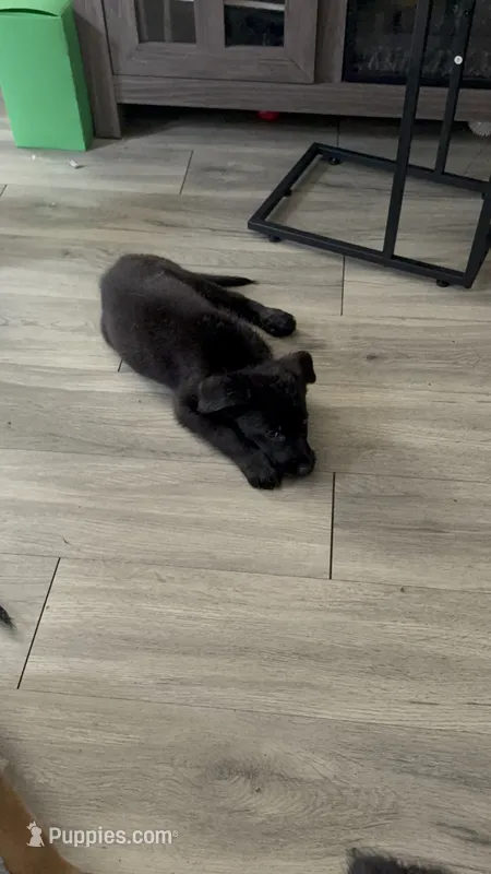 Silencio – Shepadoodle puppy for sale in Los Angeles, CA