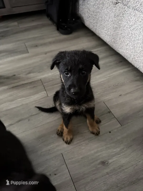 Mezcal – German Shepherd Dog, Poodle - Standard  puppy for sale in Los Angeles, CA