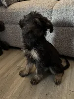 7, a female Shepadoodle for sale in Los Angeles, CA – 2 of 3