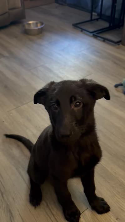 Bacardi, a female Shepadoodle for sale in Los Angeles, CA – 3 of 3
