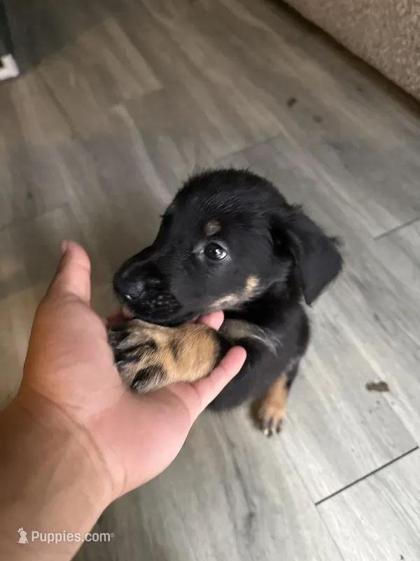 Bailey – German Shepherd Dog, Poodle - Standard  puppy for sale in Los Angeles, CA