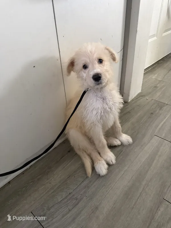 Champagne – Shepadoodle puppy for sale in Los Angeles, CA