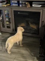 Champagne, a male Shepadoodle for sale in Los Angeles, CA – 8 of 9