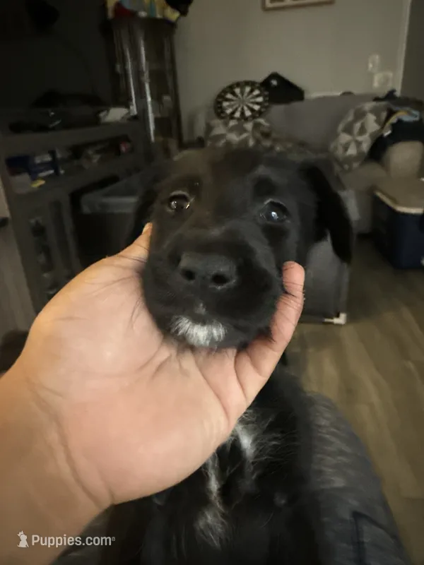 Barely – German Shepherd Dog, Poodle - Standard  puppy for sale in Los Angeles, CA