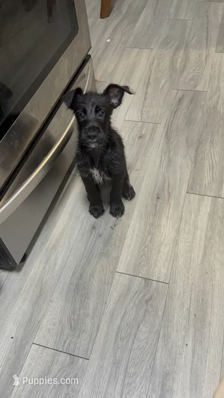 Barely – Shepadoodle puppy for sale in Los Angeles, CA