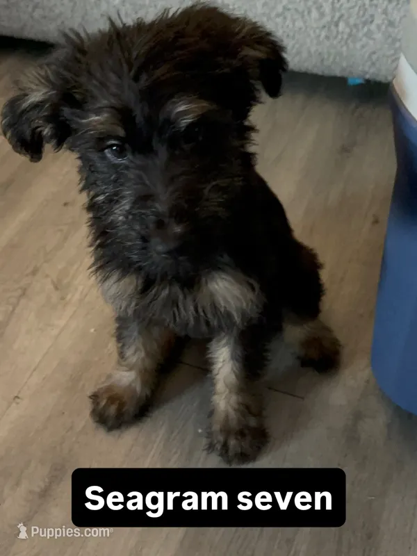 7 – Shepadoodle puppy for sale in Los Angeles, CA