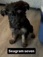 7, a female Shepadoodle for sale in Los Angeles, CA – 1 of 3