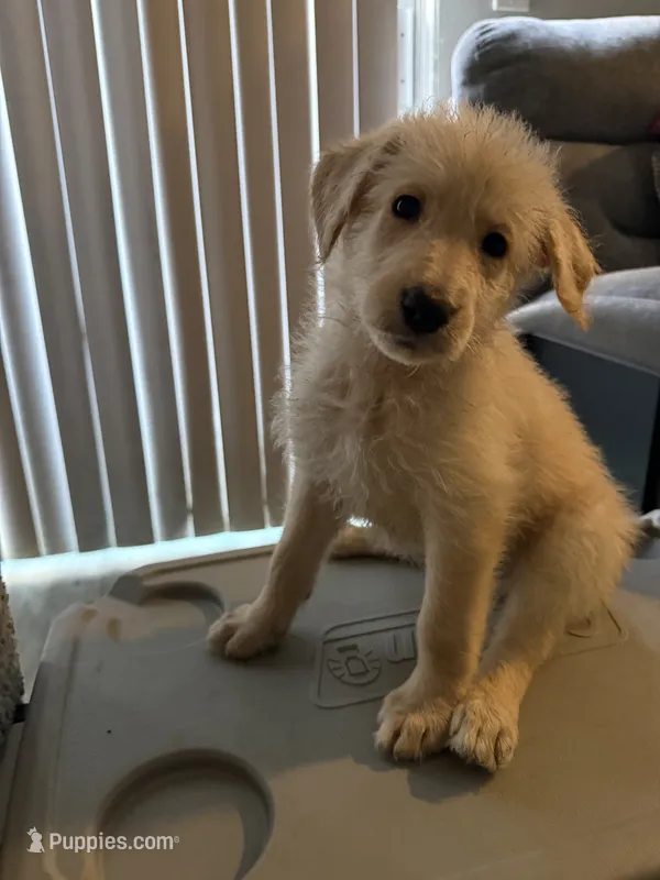 Captain Morgan – German Shepherd Dog, Poodle - Standard  puppy for sale in Los Angeles, CA