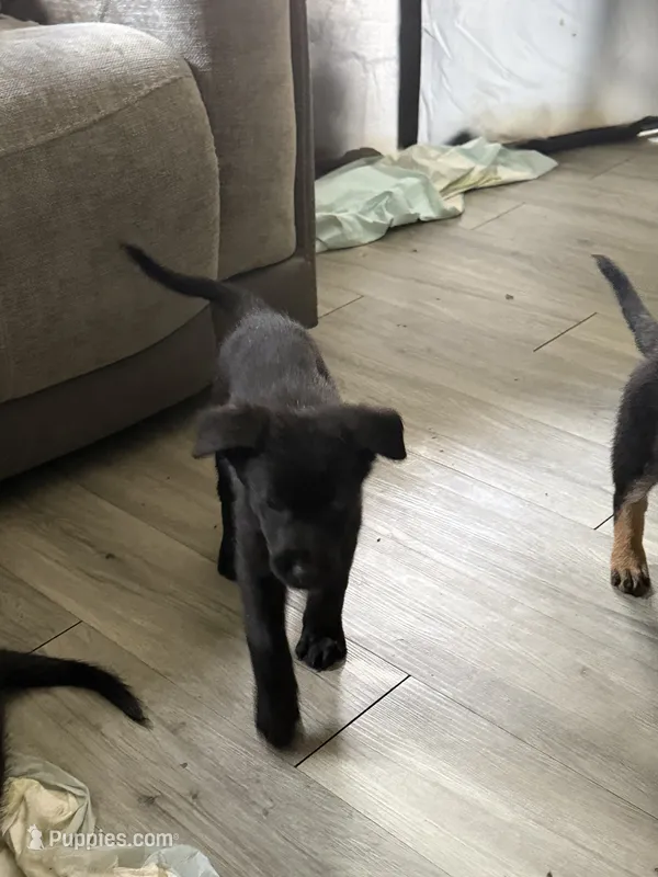 Silencio – German Shepherd Dog, Poodle - Standard  puppy for sale in Los Angeles, CA