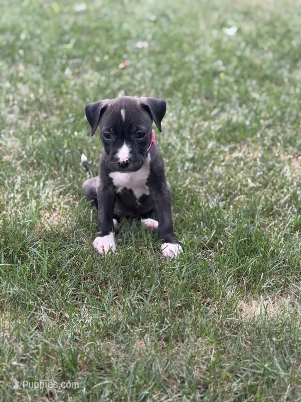 Diesel – American Pit Bull Terrier puppy for sale in Redford Township, MI