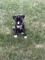 Diesel, a male American Pit Bull Terrier for sale in Redford Township, MI – 1 of 3