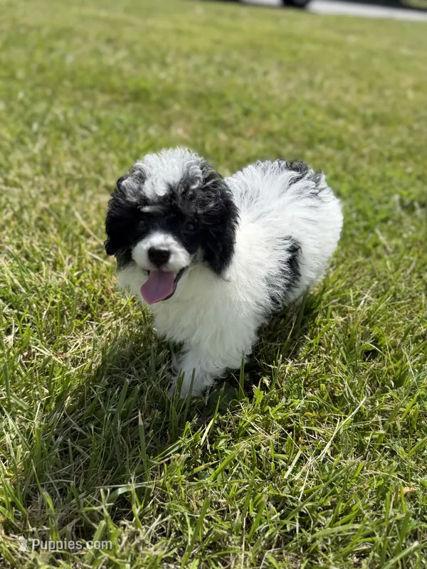 Pierre – Poodle - Toy  puppy for sale in Redford Township, MI