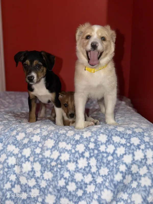 Maple – Australian Shepherd puppy for sale in Redford Township, MI