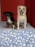 Maple, a female Australian Shepherd for sale in Redford Township, MI – 1 of 2