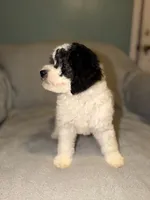 Teddy, a male Bernedoodle for sale in Detroit, MI – 2 of 5
