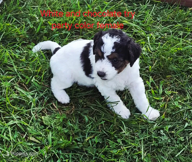 Dolly – Bernedoodle puppy for sale in Detroit, MI