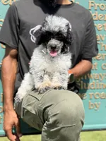 Herni, a male Poodle - Toy  for sale in Redford Township, MI – 5 of 5