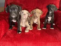 Pilot, a male American Pit Bull Terrier for sale in Redford Township, MI – Photo 8 of 10