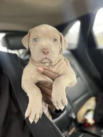 Pilot, a male American Pit Bull Terrier for sale in Redford Township, MI – Photo 10 of 10