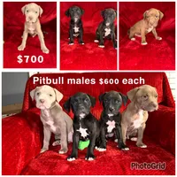 Pilot, a male American Pit Bull Terrier for sale in Redford Township, MI – Photo 6 of 10