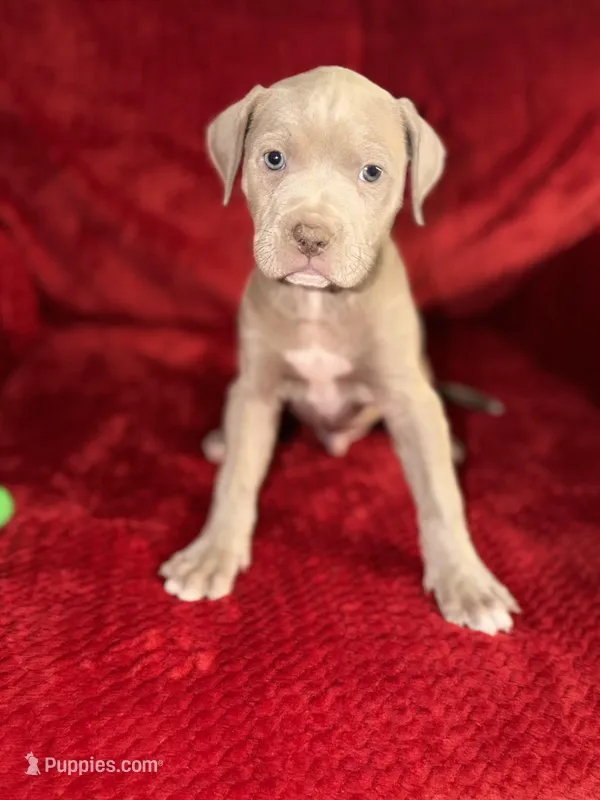 Pilot – American Pit Bull Terrier puppy for sale in Redford Township, MI