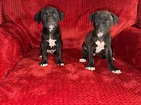 Pilot, a male American Pit Bull Terrier for sale in Redford Township, MI – Photo 9 of 10