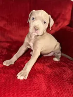 Pilot, a male American Pit Bull Terrier for sale in Redford Township, MI – Photo 2 of 10