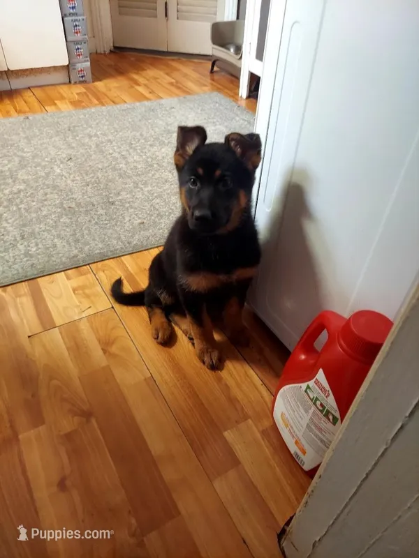 Major  – German Shepherd Dog puppy for sale in Redford Township, MI