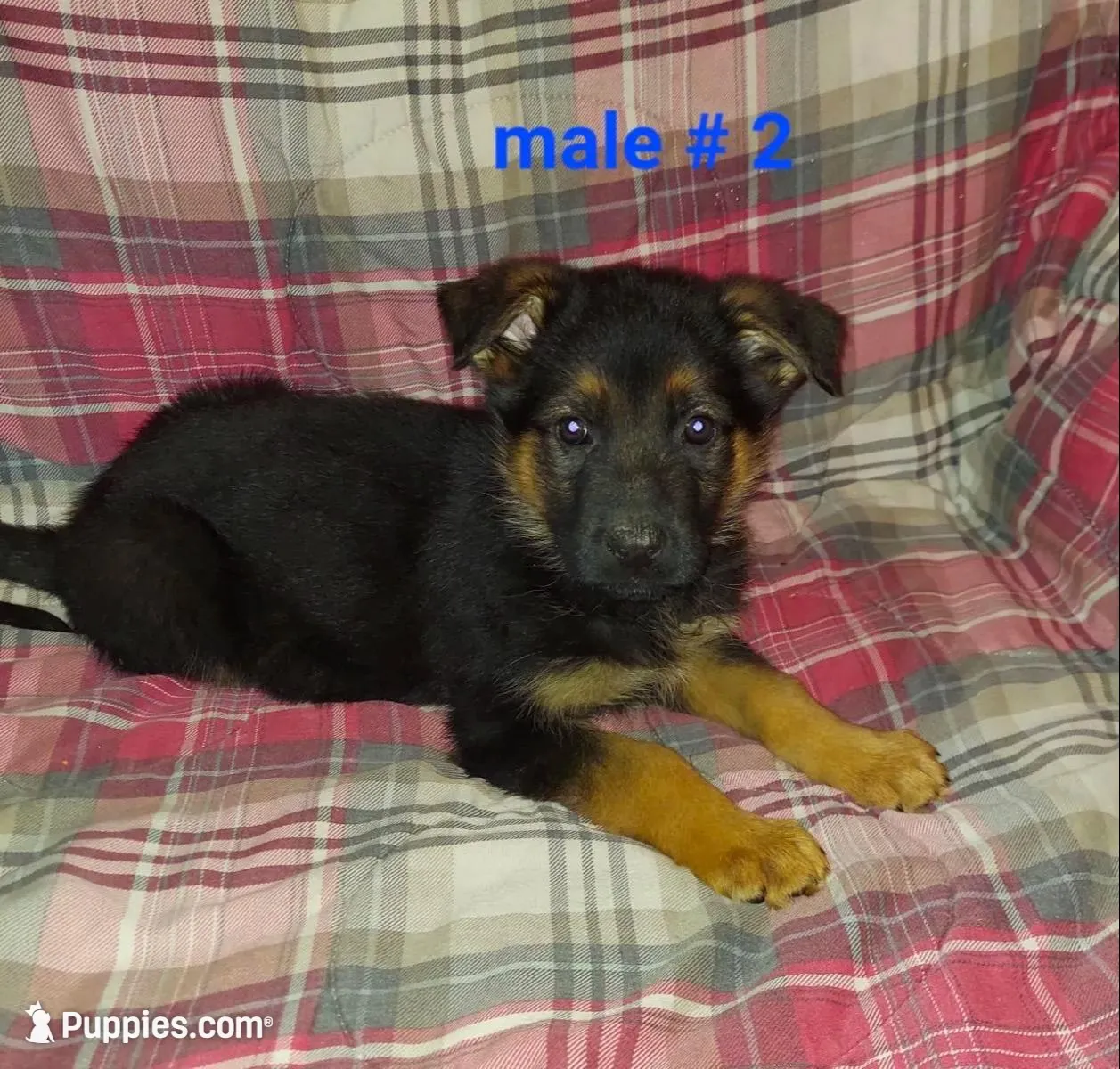 Major  – German Shepherd Dog puppy for sale in Redford Township, MI