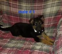 Major , a male German Shepherd Dog for sale in Redford Township, MI – Photo 3 of 5