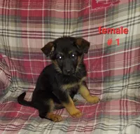 Major , a male German Shepherd Dog for sale in Redford Township, MI – Photo 5 of 5