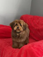 Cosmo, a male Yorkipoo for sale in Redford Township, MI – 6 of 8